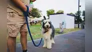 Feria en Jesús María: cinco cosas que hacer en el Pet Fest segunda edición con toda la familia