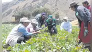 Fondo de hasta S/10 millones para indemnizar a agricultores