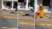 Perrito se hace el muerto durante simulacro de choque y usuarios reaccionan: “Un Oscar para Firulais”