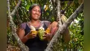 Se exportan 25 toneladas de cacao de Junín a Italia