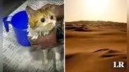 Más de 140 gatos son abandonados en desierto de Abu Dabi, bajo temperaturas de hasta 40 grados