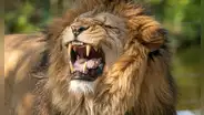 Hay un depredador en África cuya voz asusta más que los gruñidos de un león