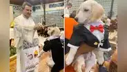 Perro con traje de gala es bendecido por sacerdote durante misa en Iquitos: “Ay, qué hermoso firulais”