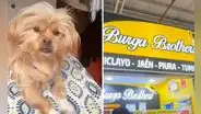 Terminal de Plaza Norte: joven denuncia a agencia de viajes por pérdida de su perrito