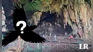 La Cueva de las Lechuzas no tiene a esta ave: ¿qué raro animal habita la atracción turística?