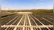 Arándanos, palta y mango bajan su cosecha debido a “El Niño”