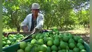 Agricultores piden a Boluarte rescate financiero ante S/600 millones en pérdidas por lluvias en Piura