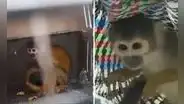 Ciudadano pagó S/400 para rescatar a monito de venta ilegal en mercado de SJL