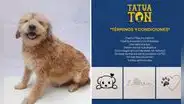 ¿Quieres un tatuaje? Albergue realiza tatuatón para recaudar fondos y ayudar a animales rescatados