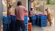 Alpaca es viral por ‘retar’ a trabajador en Ayacucho: “Gracias a mí recibes un sueldo”