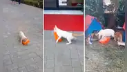 Gatita ingresa a supermercado y se roba un pollo para darle de comer a sus crías: “Una supermamá”