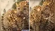 Parque de las Leyendas exhibe a tiernas crías de leopardo con 2 meses de nacidos