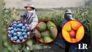 Cultivos agroindustriales son afectados por altas temperaturas en La Libertad: ¿cuáles son?