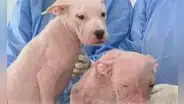 Maltrato animal en Miraflores: rescatan a 2 perritos con alopecia en estado de abandono