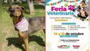 ¿Tienes una mascota? Estos son los horarios y servicios gratuitos de la feria veterinaria de SJL