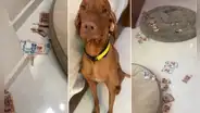 Perrito come US$2.000 y pone cara de arrepentimiento para no ser castigado: "No es un chico malo"