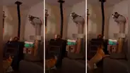 Gato ‘adopta’ a perro y lo hace jugar con una caña de pescar: “Convirtió a Firulais en su mascota”