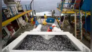 Aprobarán pesca exploratoria que anticipa segunda temporada de captura