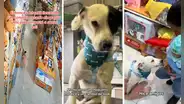 Perro callejero roba conejo de peluche en una tienda y lo terminan adoptando: “Es el nuevo jefe”