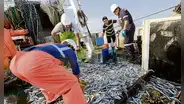 Avanza pesca exploratoria en favor de la industria