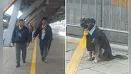 Perro vestido como chofer del Metropolitano de Lima es sensación en la estación Naranjal: “Todos lo aman”
