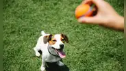 ¿Comida favorita o juguete favorito? Científicos descubren qué prefieren los perros