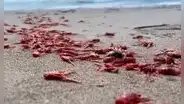 Cañete: miles de langostinos varados en la playa Puerto Fiel