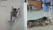 Perrito se viraliza tras perseguir por 25 cuadras a su amo herido hasta hospital en Huancayo