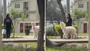 Mujer sorprende al pasear a una alpaca en La Molina y usuarios reaccionan: “Mi pan, su, su, sum ”