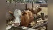 Producción de leche bajó en 50 % en Lambayeque