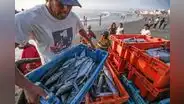 Ministerio de la Producción da luz verde a pesca exploratoria de bonito para embarcaciones artesanales