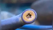 Los terroríficos peces sin cabeza que succionan la sangre de animales marinos desde hace 450 millones de años