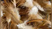 ¿Por qué están usando plumas de pollo para generar energía limpia?
