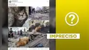 Posteo viral de animales heridos tras bombardeos en Gaza incluye fotos fuera de contexto