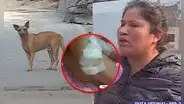 Vecina de SJL denuncia que perro mordió a 6 personas y dueña no se responsabiliza: "Me ha amenazado"
