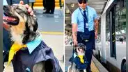 La historia de Bello, el chofer canino que conquista corazones en la estación Naranjal del Metropolitano