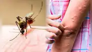 ¿Por qué hay tantos mosquitos en Arequipa y qué hacer para protegernos de ellos?