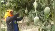 Banano y mango con un panorama difícil en Piura