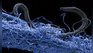 Científicos hallaron criaturas microscópicas que han vivido aisladas del mundo más de 2.000 millones de años