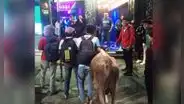 Jóvenes celebraron en discoteca con toro que ganaron en campeonato de Ayacucho: “Solo pasa en Perú”