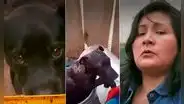 Pachacamac: extorsionadores envenenan a más de 20 perros por tráfico de terrenos