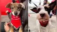 Superpet realiza gran jornada de adopción de mascotas a nivel nacional: ¿cómo participar?