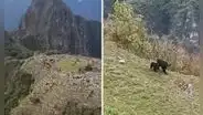 Osa de anteojos y su osezno sorprenden mientras pasean en Machu Picchu: "Son Koda y Kenai"