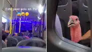¡Solo en Perú! Captan a pavo viajando en bus y usuarios reaccionan: “Ya se siente la Navidad”