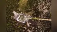 Seda Juliaca no tiene capacidad para remediar contaminación de río Coata en Puno