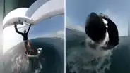 Surfista casi pierde la vida tras ser golpeado por una ballena: “Pensé que todo había terminado”