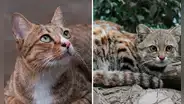 ¿Por qué razón el Día Internacional del Gato se celebra este domingo 29 de octubre?