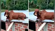Captan a vaca tomando el sol en el techo de una casa y usuarios preguntan: "¿Y cómo llegó ahí?"