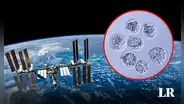 Cultivan embriones de un mamífero en el espacio por primera vez