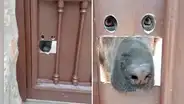 Perro tiene singular ventana en el portón de su casa y sorprende en redes: “Todo a su medida”